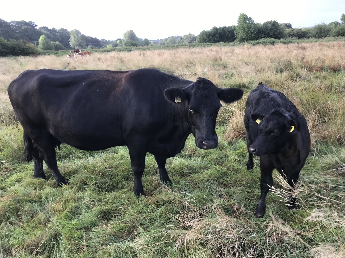 Reluctantly looking to move on our suckle cows.
Hereford, Angus and Angus cross cows from 3-10 years old. Angus calves at foot on some. Been running with Angus bull since mid summer. DM for details and please retweet. 
Will get better photos soon. #farming #beef