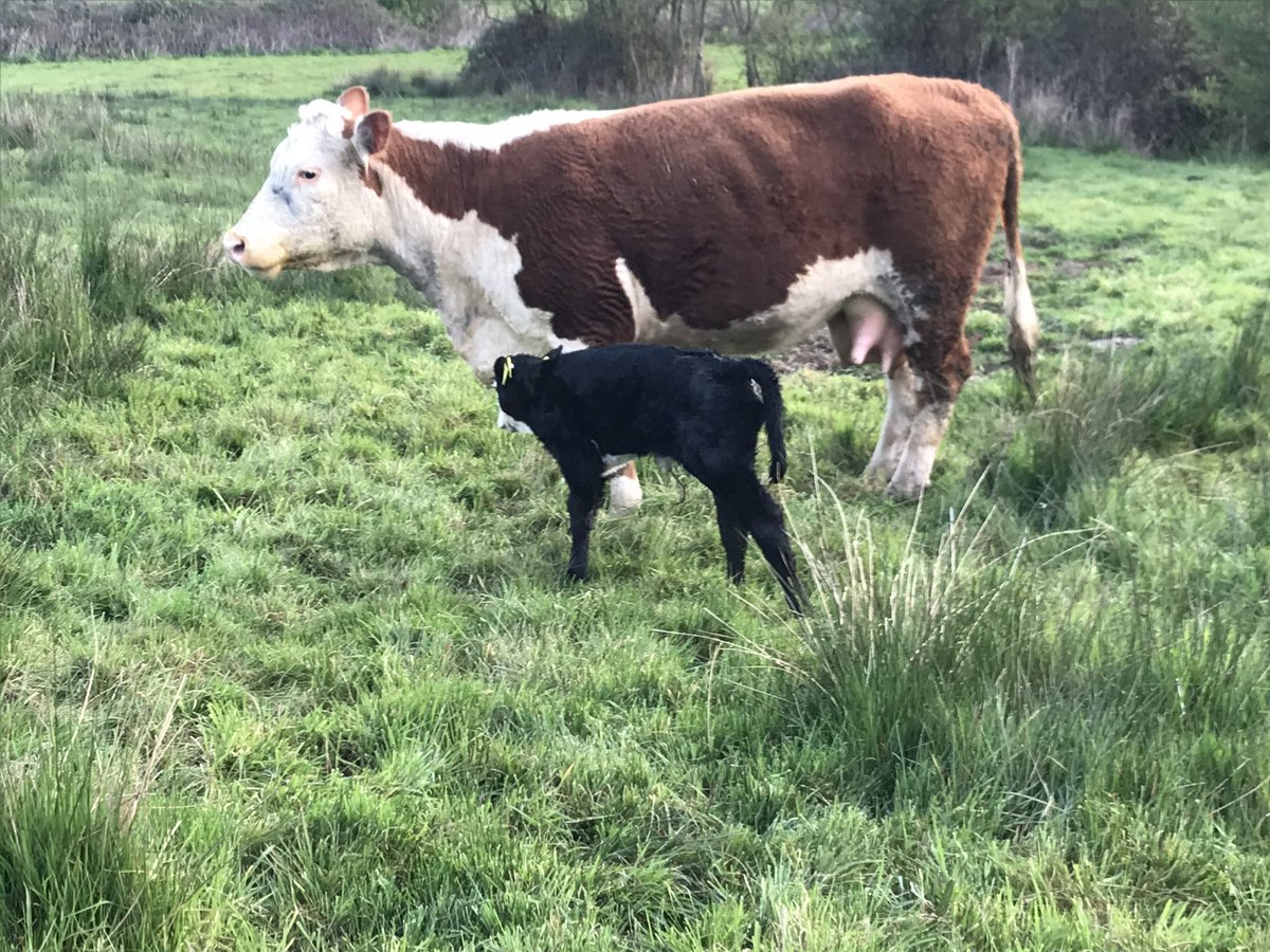 DallynLee's tweet photo. Reluctantly looking to move on our suckle cows.
Hereford, Angus and Angus cross cows from 3-10 years old. Angus calves at foot on some. Been running with Angus bull since mid summer. DM for details and please retweet. 
Will get better photos soon. #farming #beef https://t.co/r8KBDYK7OI