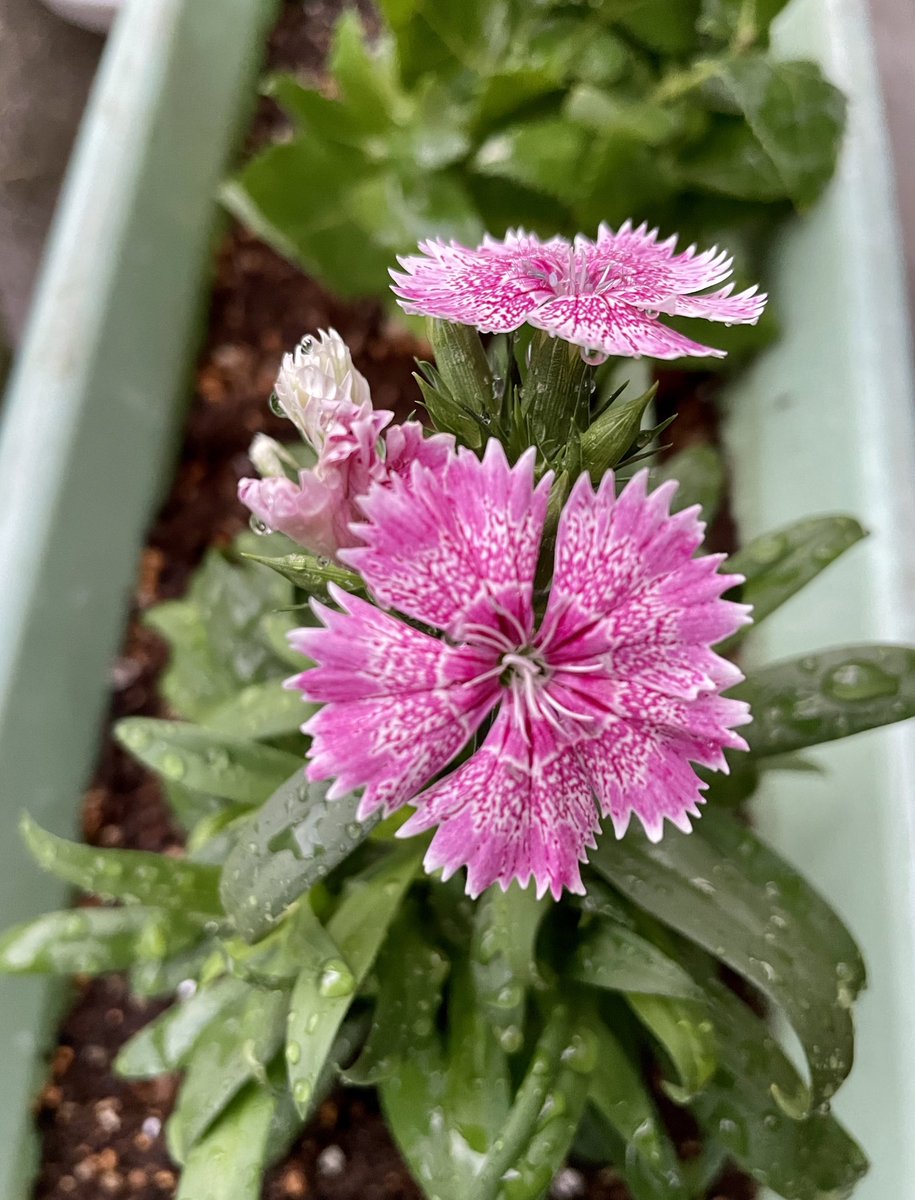 アメリカナデシコ