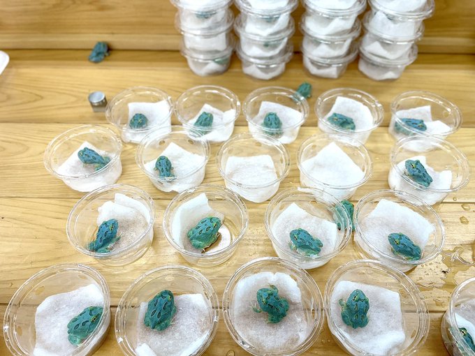 ペパーミントツノガエルのtwitterイラスト検索結果