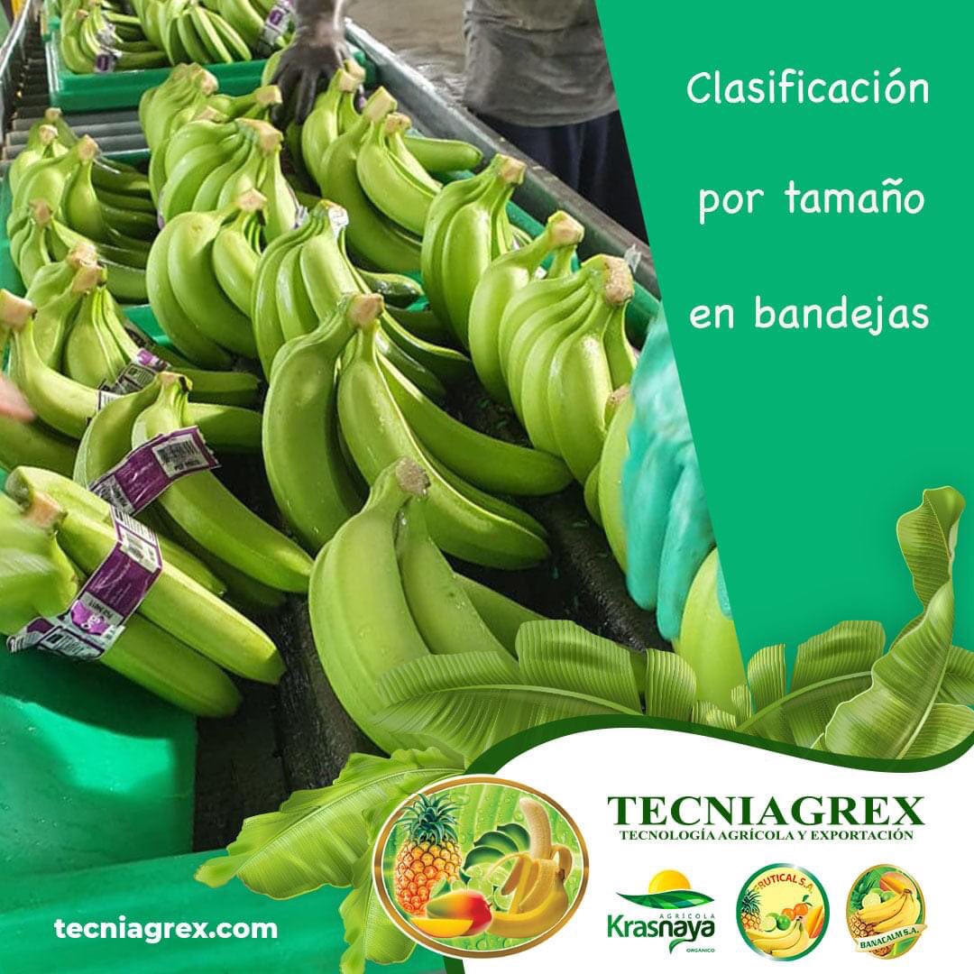 Proceso de empaque de banano: 
Clasificación correcta en la bandeja, pequeña ,mediana, gigante, no remontar fruta en la bandeja
#corporacionblarrion, #banana🍌, #proceso, #clasificacion, #procesoempaque #Tecniagrex, #Frutical, #Banacalm y #Krasnaya, #Ecuador🇪🇨️, #Machala.