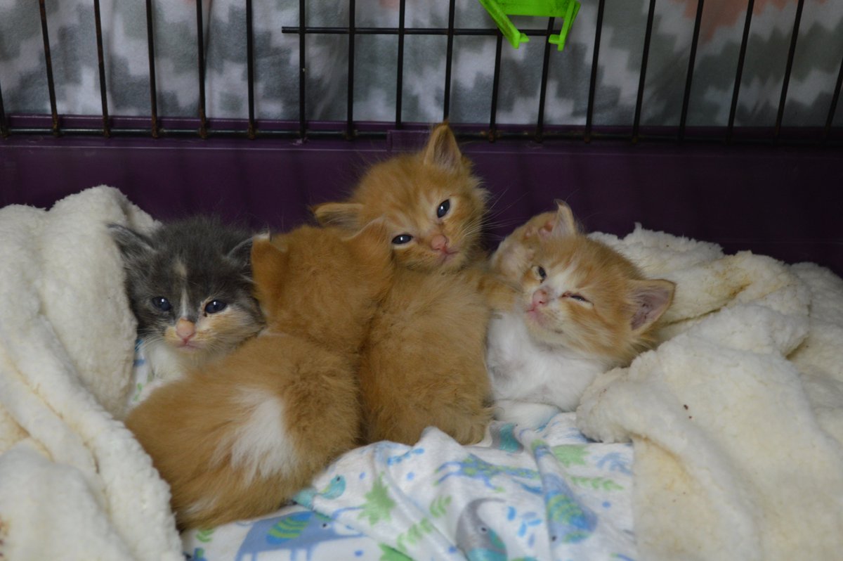 🔴#ErupciónLaPalma

➡️En el albergue de animales del IES Eusebio Barreto Lorenzo <a href="/aridane_org/">Los Llanos de Aridane</a> la Asociación Benawara cobija a más de 130 animales entre perros, gatos y aves 🐈🐕

➡️25 voluntarios trabajan con el apoyo de veterinarios voluntarios <a href="/veterinariosTF/">Veterinarios TF</a> y <a href="/veterinariosLP/">Colegio de Veterinarios de Las Palmas</a>