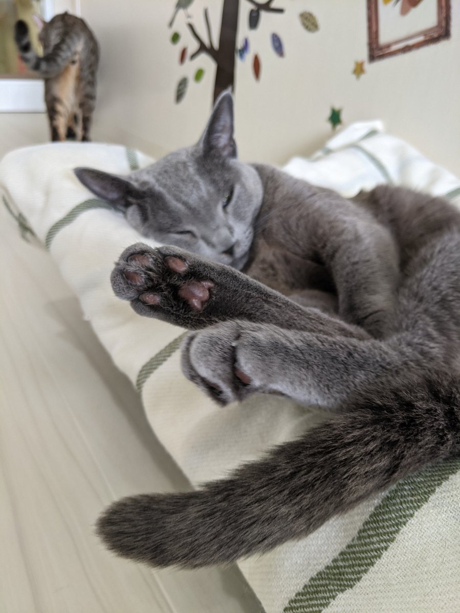 猫カフェ リプミィ Catcafelipmy Twitter 猫カフェ リプミィ Catcafelipmy Twitter