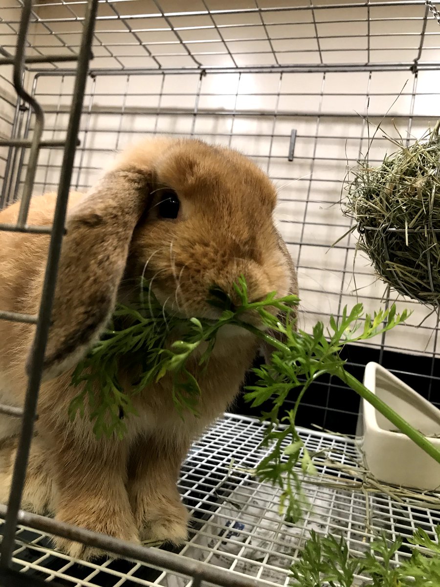 うさぎ専門店ラビットリンク Rabbitlink2 Twitter