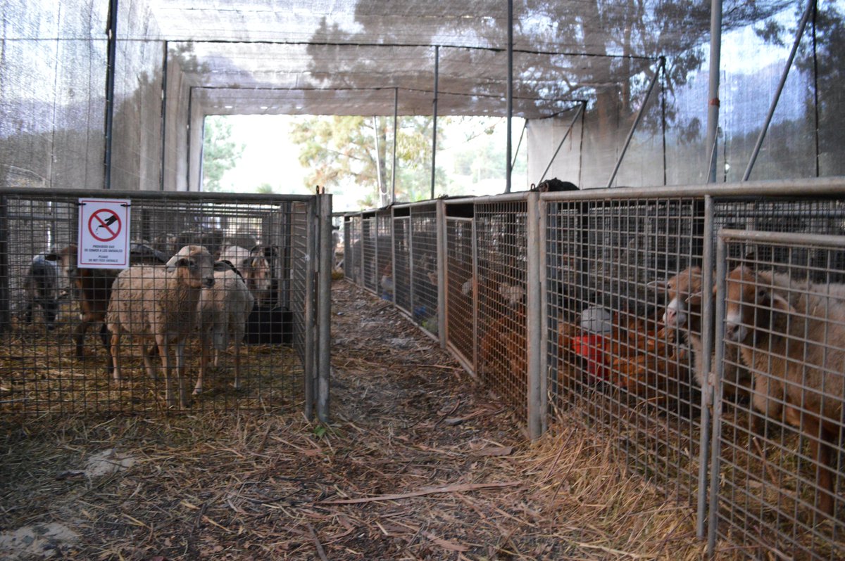 ➡️Mientras, por el Recinto Ferial de El Paso han pasado hasta 700 animales entre cerdos, vacas, ovejas, cabras o gallinas 🐑🐓🐄

➡️Son animales de ganado de particulares o sin identificar que no han tenido dónde alojarse y, mientras tanto, son cuidados en este lugar
