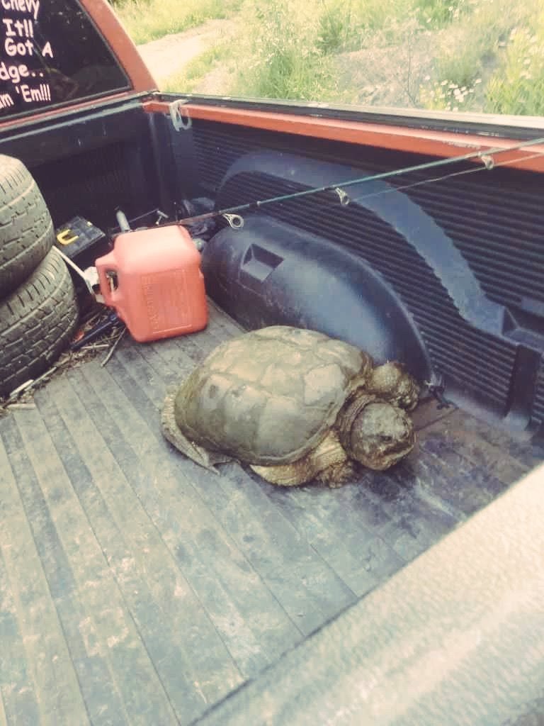 Rosievortwx's tweet photo. Took an hr and a half to get him in my truck by myself. He was pushing 30 lbs and he wanted me dead. But he's off the road and safe. 🤙 #ohwx #OhioLife #turle https://t.co/sCZhuhpS2a