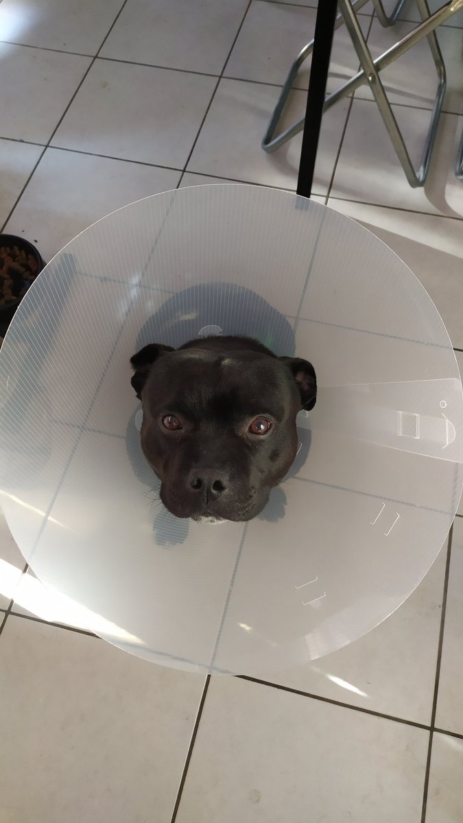 ammerix's tweet image. Un lampadaire t'as peur. Des fois il aboie mais c'est parce-qu'il est bilingue