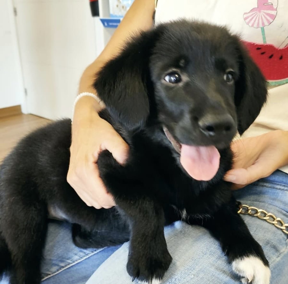 Coco es un cruce de border collie y nació el 5 de agosto de 2021.
Se encuentra en <a href="/proyecto/"> Rafael Ruiz </a>.noa
Te gustaría darle un hogar? Comparte y difunde!
#AppAdoptMe #AdoptMe #adopcionresponsable #adopcion #adopta #app