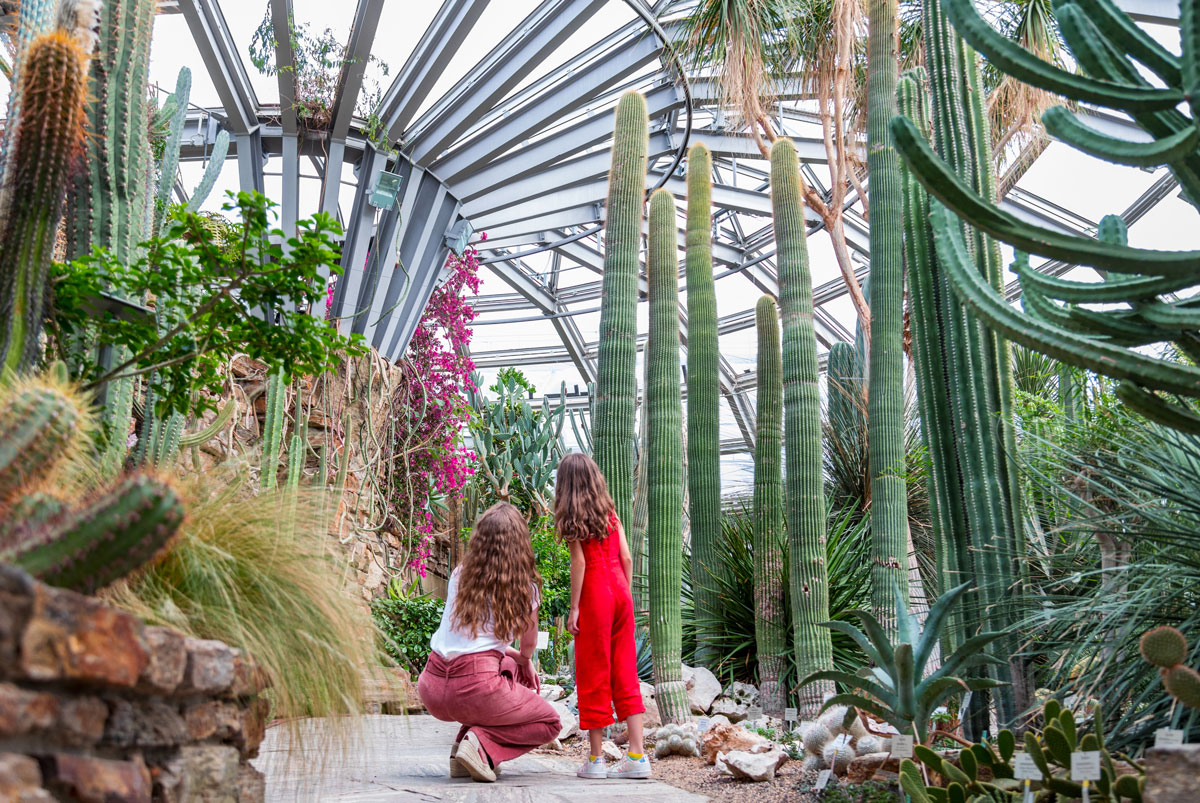 Im Süden der Hauptstadt stellt der Botanische Garten Berlin auf etwa 300 Hügeln und Arealen viele verschiedene Vegetationssysteme nach, die von einer Flachlandheide bis zum Hochgebirge reichen. 

#Artenschutz #BotanischeGarten #Forschung #Museum

guidenex.de/?p=8866
