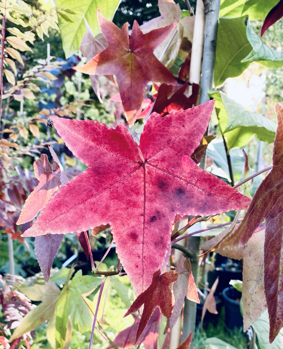 CdeChantilly's tweet photo. Top départ des #JournéesdesPlantes 2021 !
Succombez aux splendides feuillaisons 🍁🍂 et aux plus belles floraisons automnales ! 
Vendredi, samedi et dimanche de 10h à 18h.

#evenement #automne2021 #automne🍂#plante #plantes #fleur #fleurs #jardin #jardinage #nature https://t.co/XIiMiY0m1e
