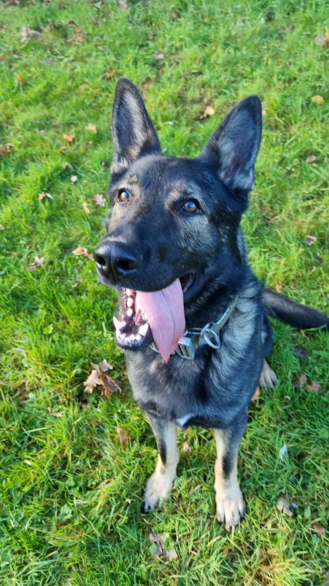ChNWPoliceDogs's tweet photo. Great teamwork last night from Cheshire’s Roads Crime Unit, NPAS and Wilmslow police. 2 males detained for various offences. One of which was detained by PD Lex trying to escape on a motorbike.

#PDLex https://t.co/Kcw4UNjMAM