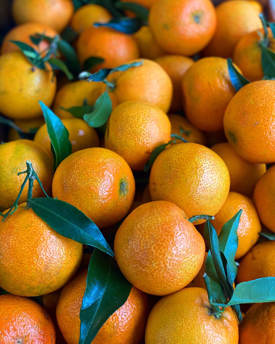 Zesty and sweet, it is the perfect time of year to enjoy these delicious leafy clementines 🍊