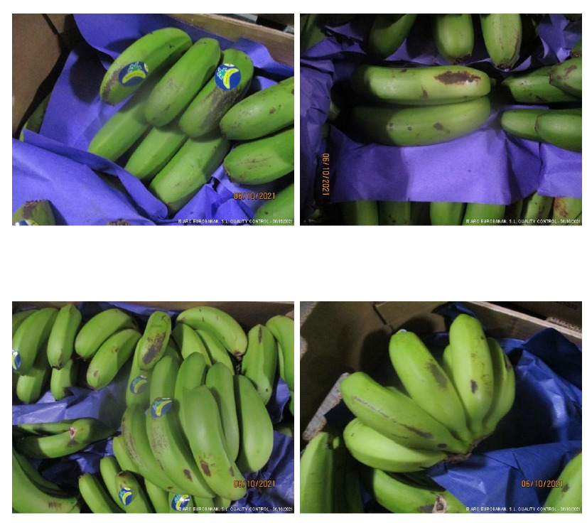 javiro_ser's tweet photo. 😤 INDIGNANTE, algunos distribuidores y compradores de la península están trasladando quejas a La Palma porque los plátanos están en "mal estado". En realidad son pequeños arañazos a consecuencia de la ceniza. 

¡Un poco de solidaridad!

#VolcandeLaPalma 
#ErupcionLaPalma https://t.co/Ygmhefrgkm