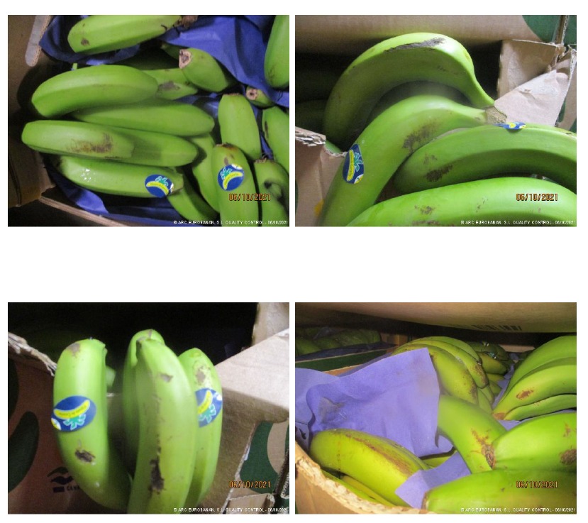 javiro_ser's tweet photo. 😤 INDIGNANTE, algunos distribuidores y compradores de la península están trasladando quejas a La Palma porque los plátanos están en "mal estado". En realidad son pequeños arañazos a consecuencia de la ceniza. 

¡Un poco de solidaridad!

#VolcandeLaPalma 
#ErupcionLaPalma https://t.co/Ygmhefrgkm
