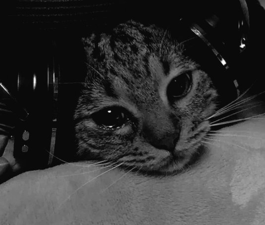 nimaxjj's tweet photo. خستگی ناشی از به هر دری زدن https://t.co/Ds3opHh3x9