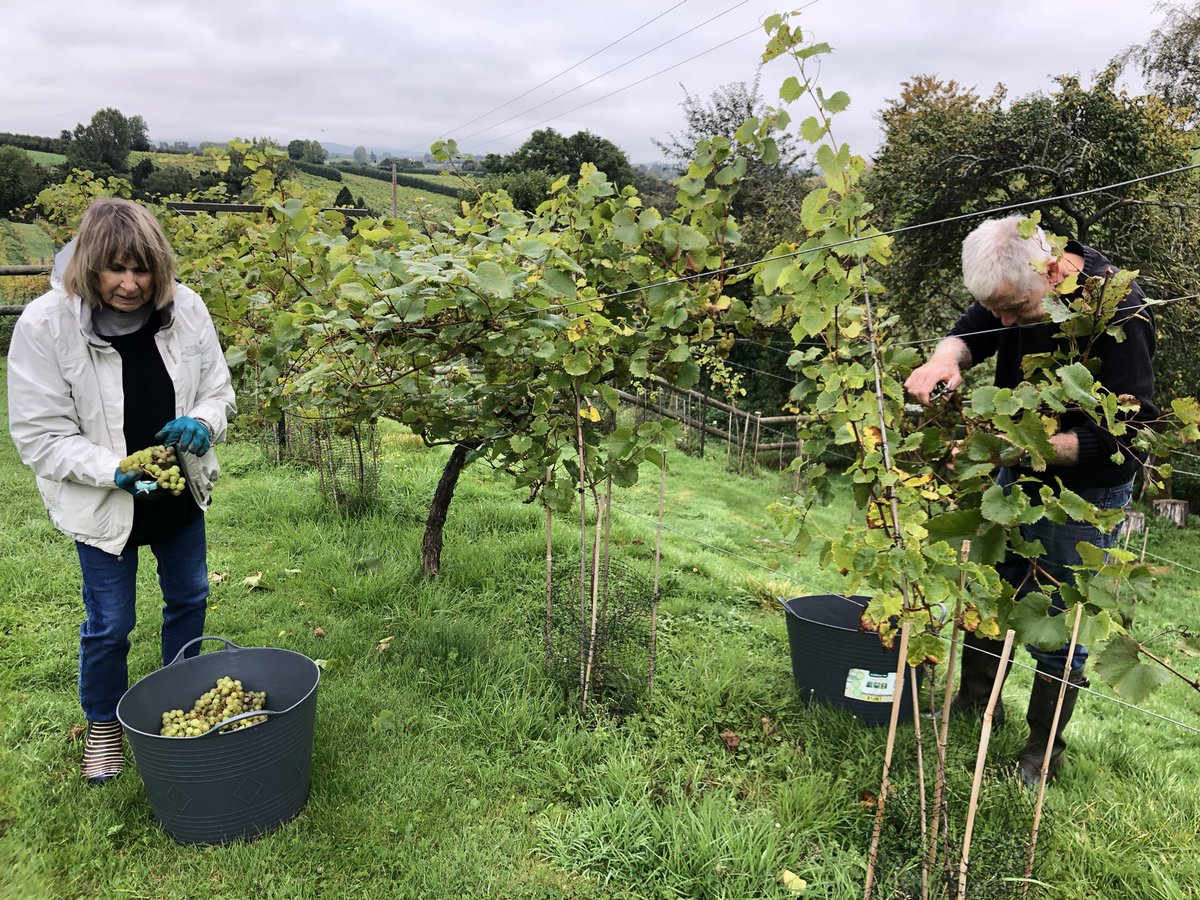 vines_the's tweet photo. Live from 2021 #Vendage #SeyvalBlanc picked by Ma&Pa #Vineyard #Family https://t.co/i3j8xYJhRo