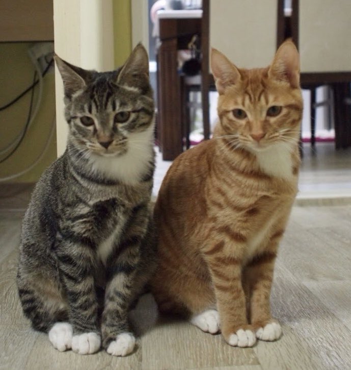 흰양말 흰 스카프 색깔만 다른 데칼코마니 무늬