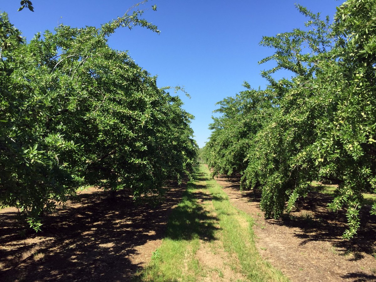 📸 En estos días pasados hemos asistido en nuestra Zona Regable a las últimas estampas de recogida de la #almendra, el cultivo que ha cobrado mayor protagonismo en nuestra Comunidad en los últimos años. Ya ocupa más de 400 hectáreas de nuestros #cultivos. bit.ly/3AiXZ77