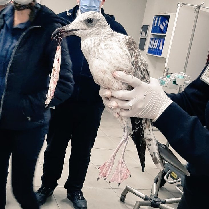 Gagasına olta oğnesi saplanan minik hastamız acil servisimizde yapılan başarılı tedavi sonrası şifa ile taburcu edilmiştir..

Çevremizdeki canlılara karşı daha dikkatli ve özenli olmamız gerektiğini unutmayalım 🕊