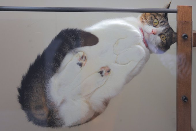 猫の 香箱座り を下から見ると キレイに収納された4足と肉球に すごい標本 おててかわいい の声 ねとらぼ
