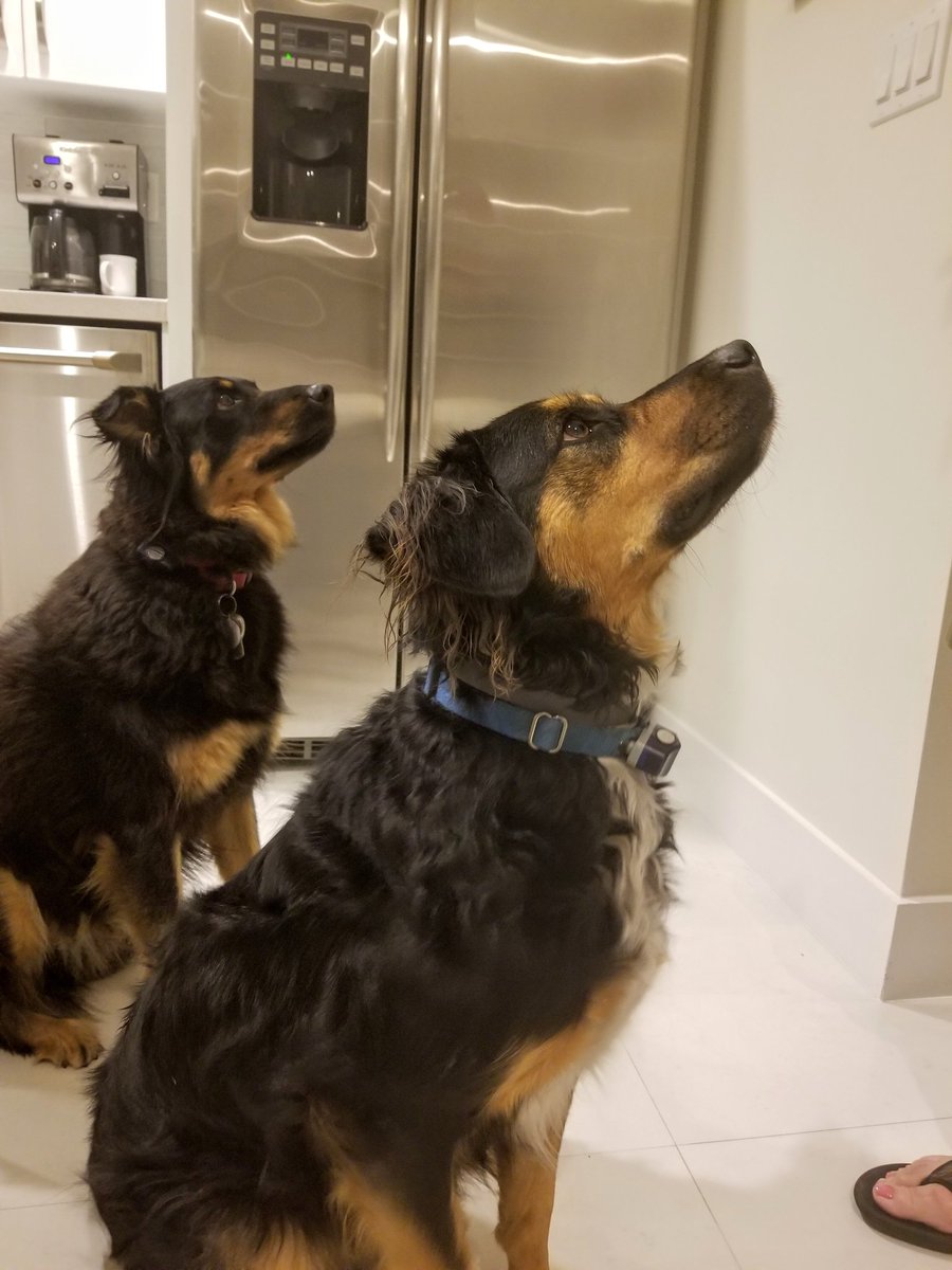 Gervasio Lamas MD tweet media