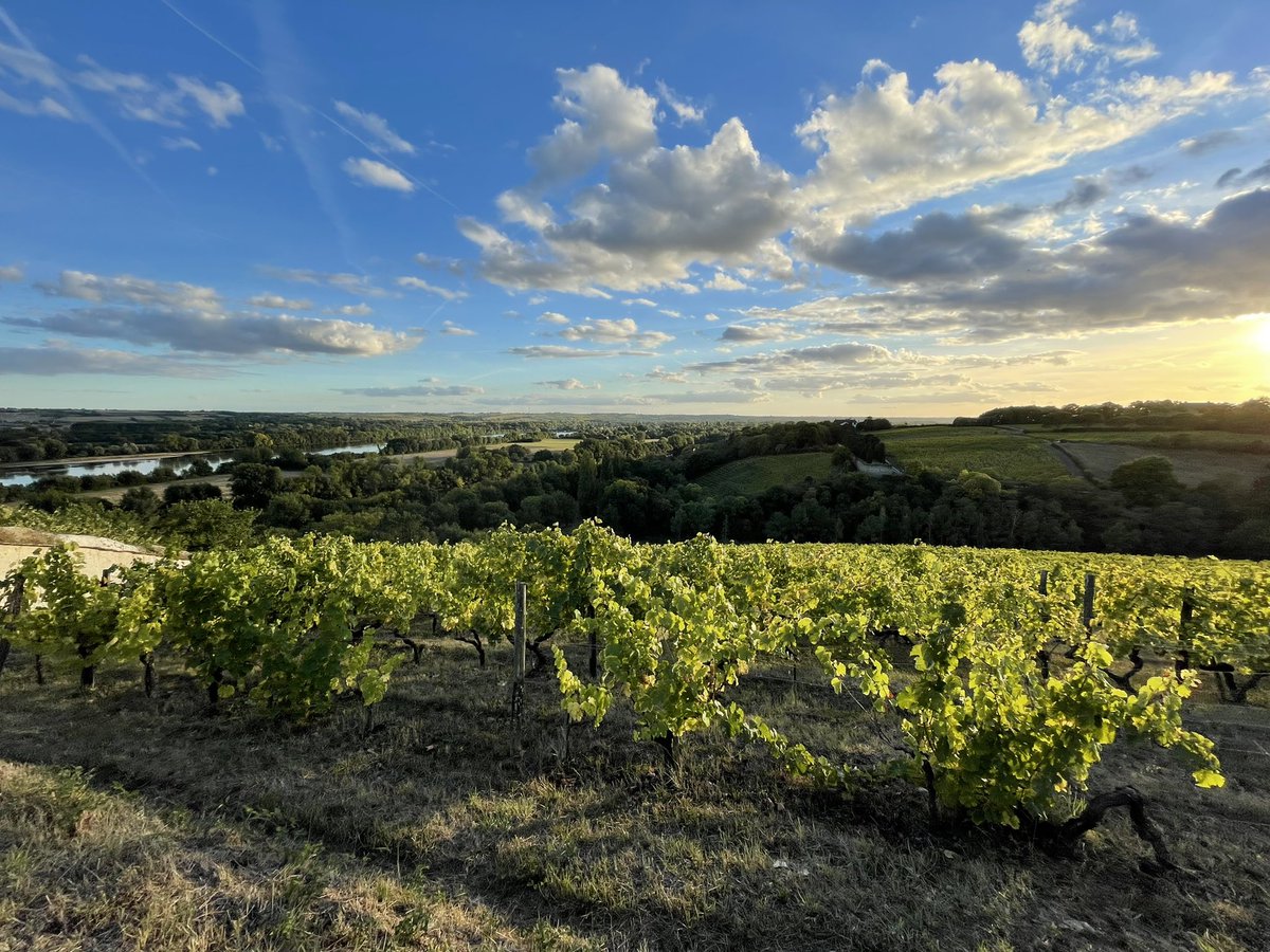 AdLencquesaing's tweet photo. L’or du soir qui tombe…
sur la Coulée de Serrant ✨
#anjou #savennières 
#grandsvinsdeloire https://t.co/3GxbSGjQRn