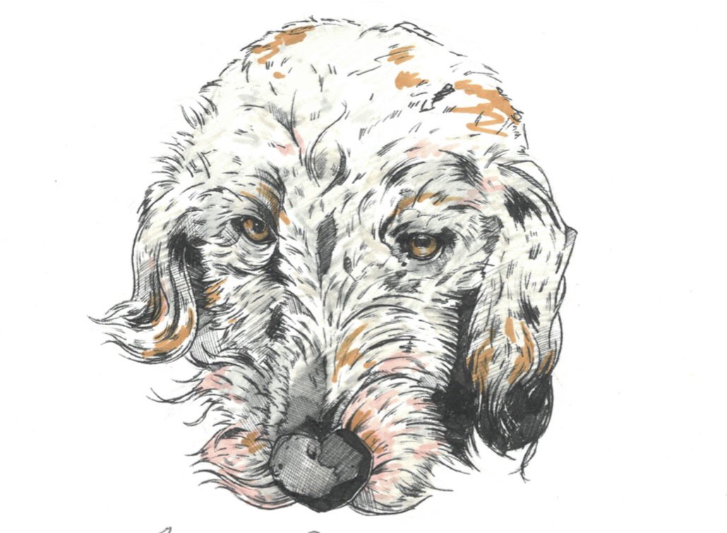 MissRichardsEng's tweet image. One of our incredible @ThomasPaineSF sixth formers sketched this today of our of our sixth form support dogs (my dog) in 15 minutes, using him as a live model. How amazing is this?!