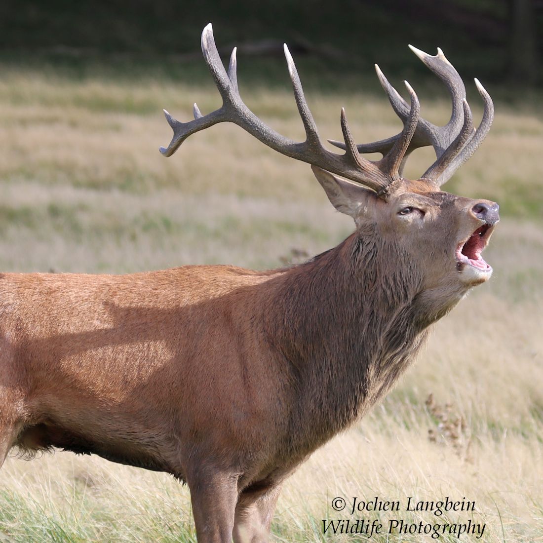 JochenLangbein's tweet photo. Stag roaring earlier this week as the rut reaches its peak. 
For more on roaring, wallowing, fighting , strutting , mating and other  behaviours to look out for during the autumn rut check out my latest video at link :  https://t.co/ykhJSsdkgT
@BBCSpringwatch https://t.co/QnfqM9QND8