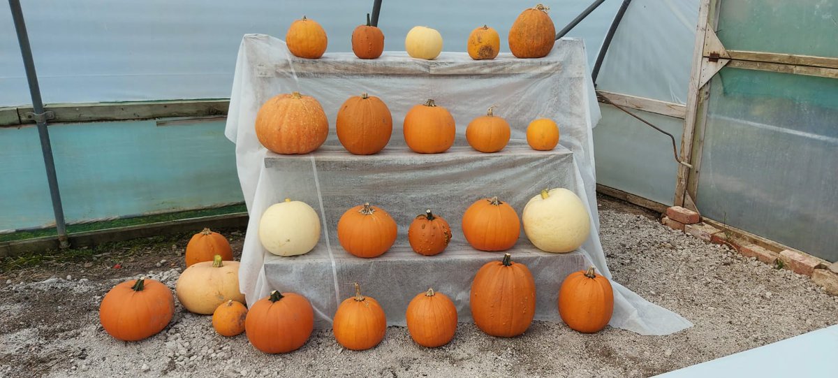 mostyngarden's tweet photo. PUMPKIN PICK YOUR OWN
Still a few tickets left for this weekend 9th &amp; 10th Oct.
Booking free but essential to avoid disappointment.
Refreshments available.
CASH ONLY on the day please
#pumpkinseason #localbusiness

https://t.co/UHKZC4IQ1S

@hannahblythyn @FoodDrinkWales https://t.co/eqx4tC6g8U