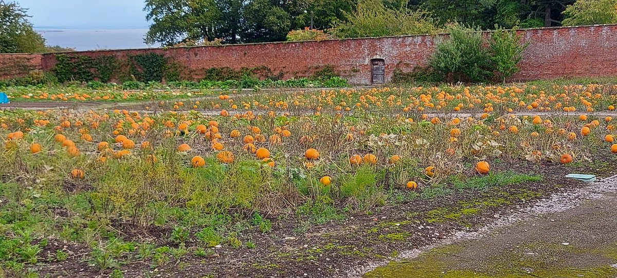 mostyngarden's tweet photo. PUMPKIN PICK YOUR OWN
Still a few tickets left for this weekend 9th &amp; 10th Oct.
Booking free but essential to avoid disappointment.
Refreshments available.
CASH ONLY on the day please
#pumpkinseason #localbusiness

https://t.co/UHKZC4IQ1S

@hannahblythyn @FoodDrinkWales https://t.co/eqx4tC6g8U