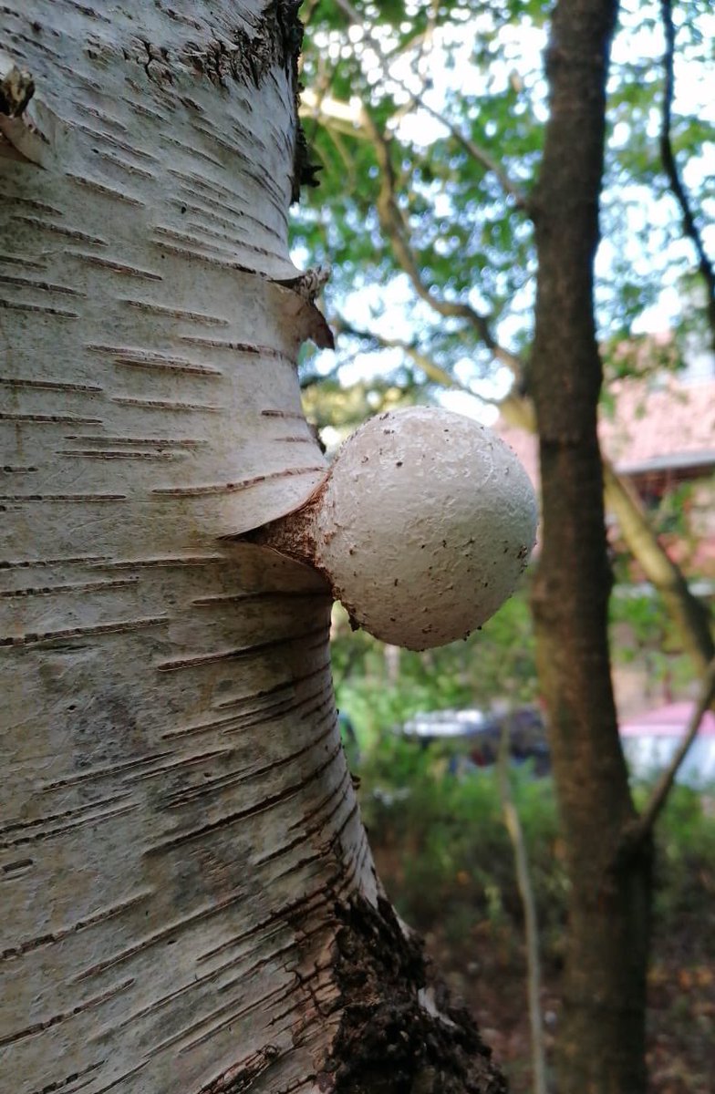 EarlRaspberry's tweet image. Wenn ein Baum bessere Kaugummiblasen macht als du!