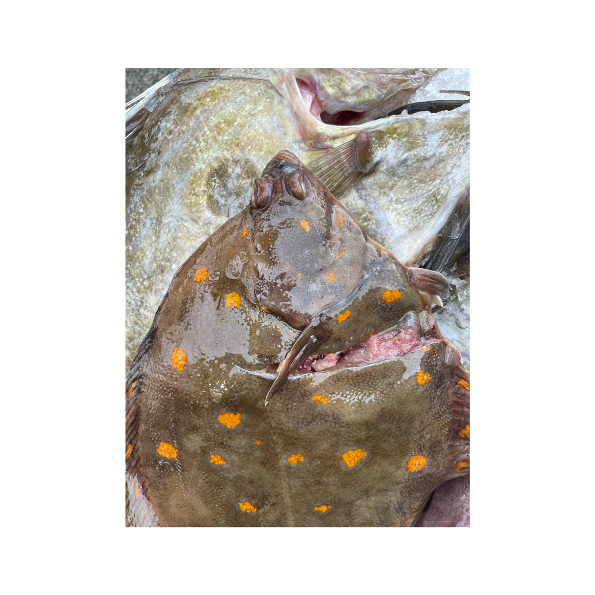 Well done to the Greencastle fishermen and all involved bringing me fish like this. 🙌🏻 can’t beat it!