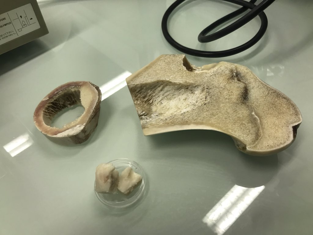 CNRS_Villejuif's tweet photo. #CNRSinsolite 🧑🔬 Nouvelle #visiteinsolite au #B3OA ! Les participant•es ont découvert la composition et la structure des os, la manière dont ils se reconstruisent en permanence, et ont même pu réaliser leurs propres colorations d’os 🦴
@Univ_Paris @CNRS @Inserm @INSIS_CNRS https://t.co/Mxhf3SZ41Z