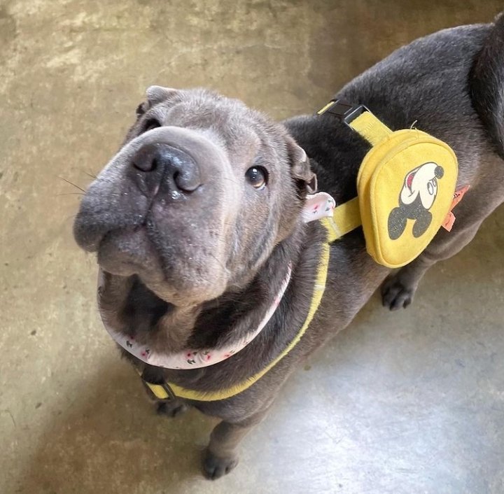 paraguayvav's tweet photo. [🐶] 08.10.21 Actualización de la cuenta de Cash (@/cash_mini_vampz)

"Cash con su mochila favorita 💛"

🔗https://t.co/T4p2IBUnAR

#Sharpei #BlueSharpei #VAV #브이에이브이 https://t.co/7WQRkiITE1
