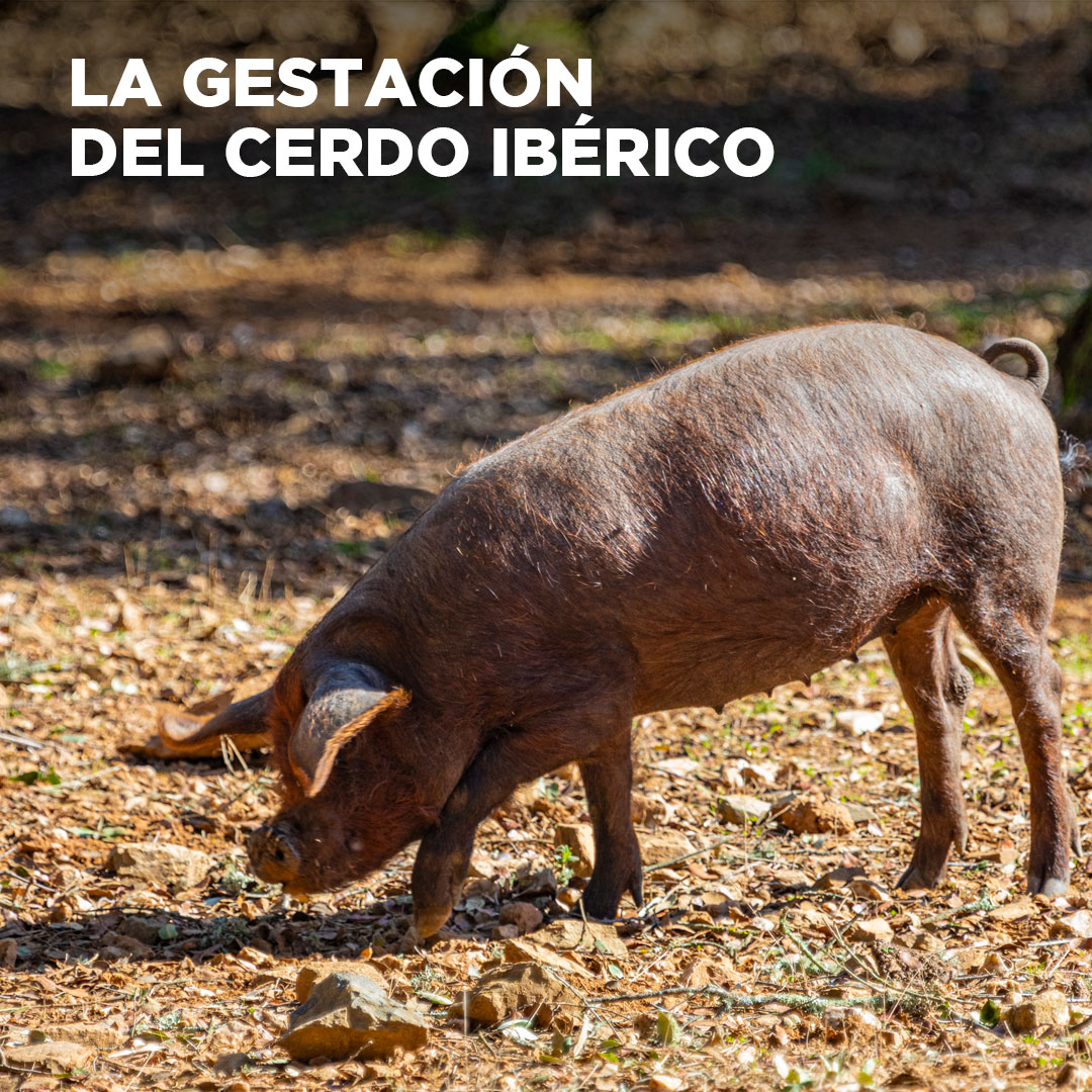 ¿Sabes cuál es el período de gestación del cerdo ibérico hembra?, ¿el periodo de lactancia de los lechones? Si te lo estás preguntando, te lo contamos en la Escuela del Jamón.
Enlace: linktr.ee/Navidul
#EstudioGeneraldeloSencillo
#SaboreemosLoSencillo