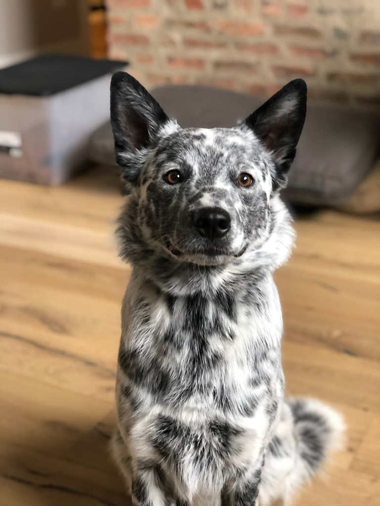 NorthwesternEM's tweet photo. #PetsofNUEM meet PGY3 @RafaelLima_md dog, Pepper! A wild but friendly Australian Cattle dog Blue Heeler, Pepper loves meeting new people. His favorite activity is playing fetch. He loves it so much, he will jump in the air like Air Bud to catch any tennis balls thrown his way. https://t.co/DYpY5jLj77