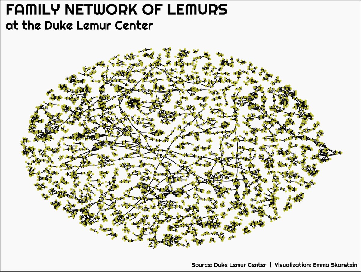 Working through old #TidyTuesday datasets, this is from week 35 in 2021, the lemur dataset! The network graph shows all parent/child relationships between the lemurs. 

Code: github.com/emmaSkarstein/…