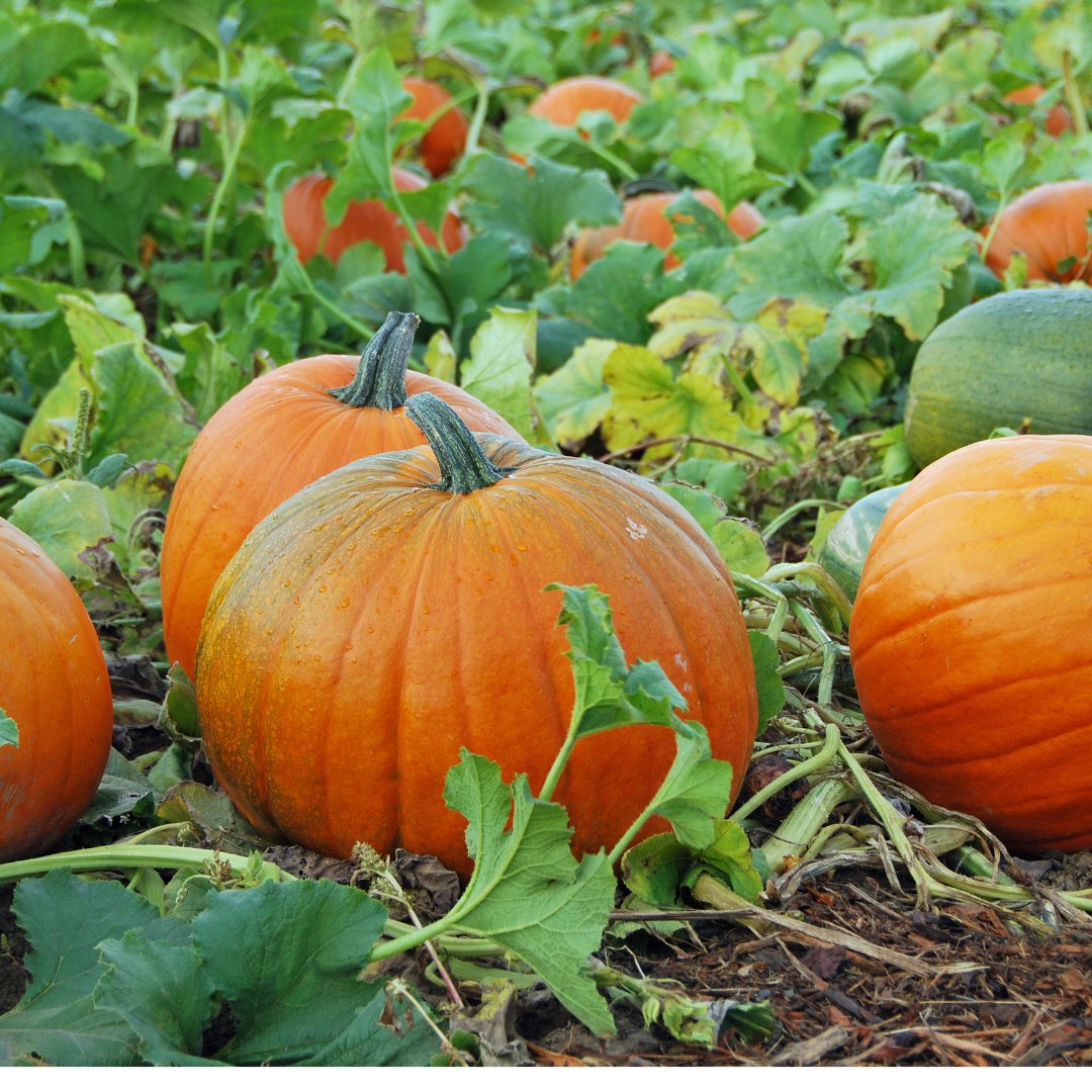 witmarkgroup's tweet photo. It’s the time of year when the pumpkin patches are open again.  Lane Farms @lanefarmssb is one of the classic local patches you can swing by this season for your yearly pumpkin fix!
#fall #santabarbara #pumpkinpatch https://t.co/2Ur5qmGV9t