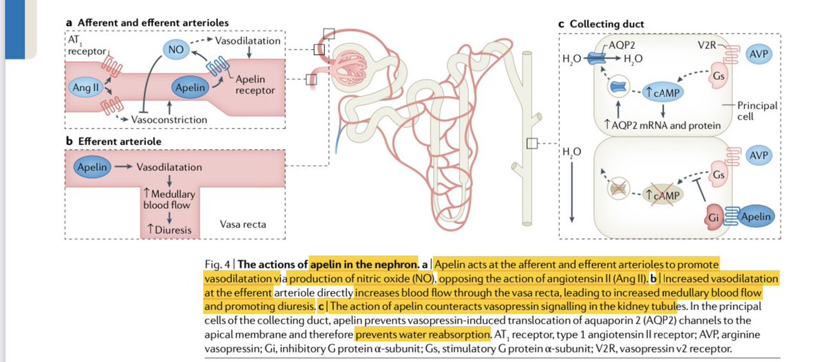 JonathanNefro's tweet photo. APELINA, un vasodilatador del endotelio que tiene efectos opuestos a angiotensina II y a vasopresina, regula la hemodinamia glomerular y tubular, sería una potencial diana terapéutica en enfermedad renal crónica y aguda.

Nat Rev Nephrol 2021
doi: 10.1038/s41581-021-00461-z. https://t.co/3DH6D8wQ2m