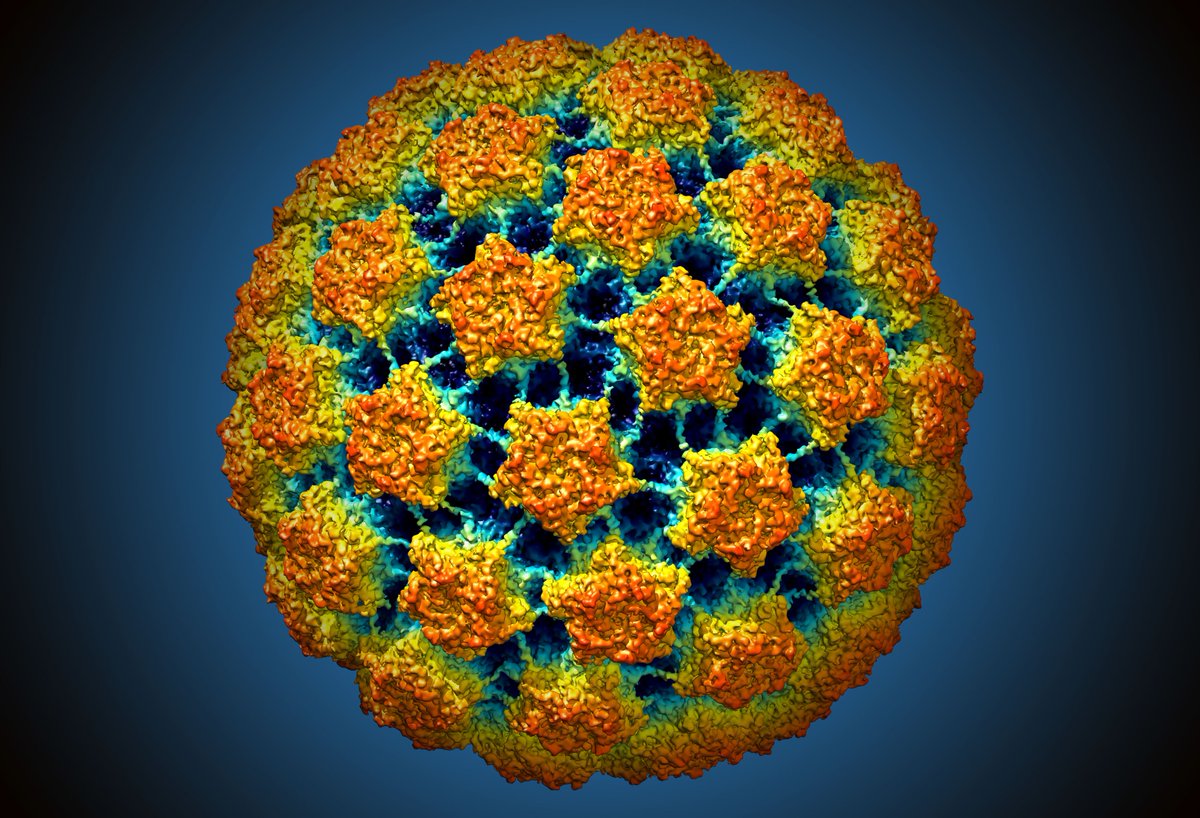 Look at the intricacies on this microscopic virus 🦠

Imaging grantee Nikolaus Grigorieff captured this 📷 of bovine papillomavirus, which causes abnormal growths in the epithelial tissues that cover organs + blood vessels 

#ImagingTheFuture