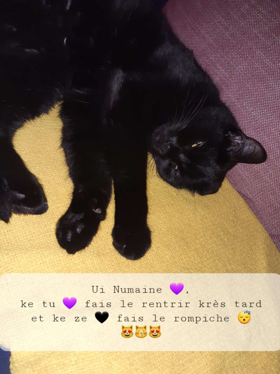 2019Alpi's tweet photo. #alpi.2019 #dodo #canapé #cat #pôtichat #numaine https://t.co/nWAPMZr0zx