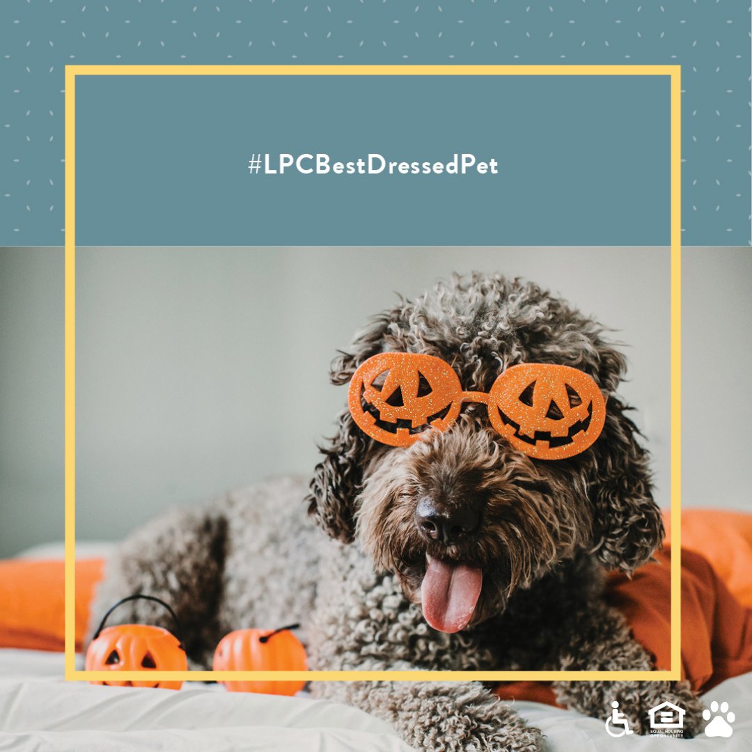 This Halloween, we're inviting all current LPC residents to get in the spirit of the holiday by showing off their best dressed best friend...four-legged friend, that is. We love to dress up our pets and know you do too! Show them off... #LPCBestDressedPet
lincolnapts.com/lpc-best-dress…