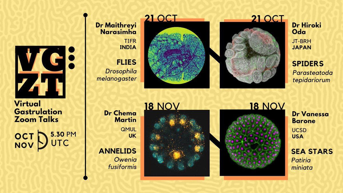 And we're back! Gear up for a glance at the glory of gastrulation! With researchers of diverse nationalities working on various research organisms, join us on 21st October and 18th November, 1730 UTC. More details soon, watch this spot!