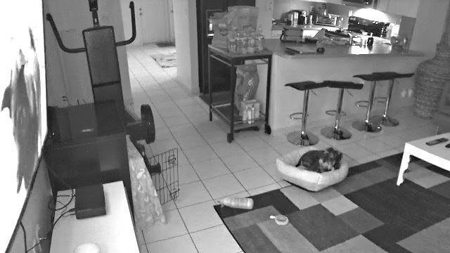Aye_daniella's tweet photo. A series of my dog camera showing my dog watching his “dogtv” when I’m not home https://t.co/pcdzN3kBOa