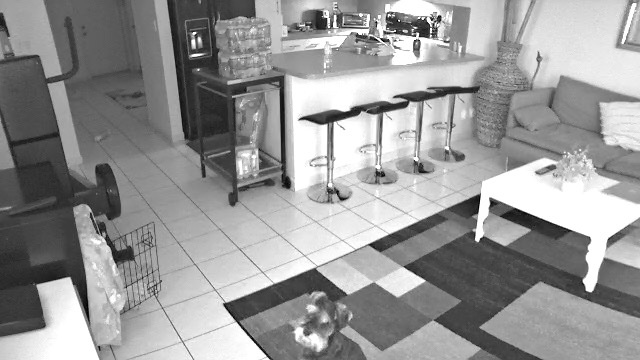 Aye_daniella's tweet photo. A series of my dog camera showing my dog watching his “dogtv” when I’m not home https://t.co/pcdzN3kBOa