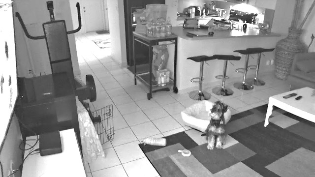 Aye_daniella's tweet photo. A series of my dog camera showing my dog watching his “dogtv” when I’m not home https://t.co/pcdzN3kBOa