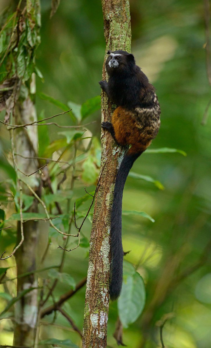 AMelinLab's tweet photo. We are aiming to recruit a PhD student to our group at the University of Calgary to study the intersection of microbes, reproduction, and chemical communication in wild Peruvian tamarins. Please DM me if interested! Key team members: @Field_Projects @alice_poirier @webbshasta https://t.co/8gK5urKpc8