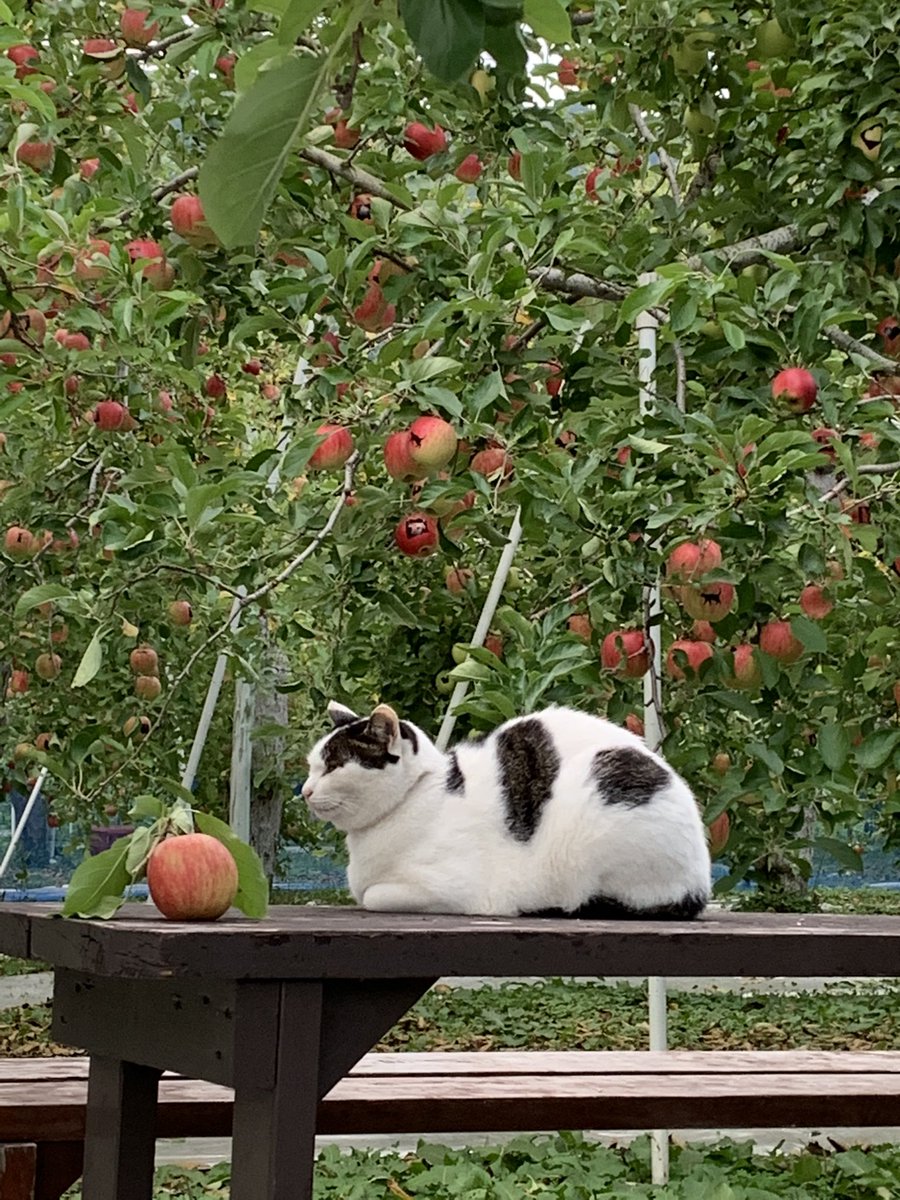 _MonkeyMountain's tweet photo. 今日の仕事はりんご園♪
ネコもウトウト…

#りんご ＃ねこ #ネコ ＃猫 
#木のぼりツアー #木のぼり体験 
#ツリーイング #treeing #秋アクティビティ #みなかみアクティビティ #群馬アクティビティ #アウトドアアクティビティ #貸切 #猿山 #ロープワーク #ハンモック　#hammock #ハンモックカフェ https://t.co/YWaVuJyfGc
