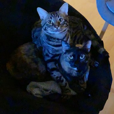 DojaThaCat's tweet photo. #NewProfilePic https://t.co/rhJDH5ibgU
