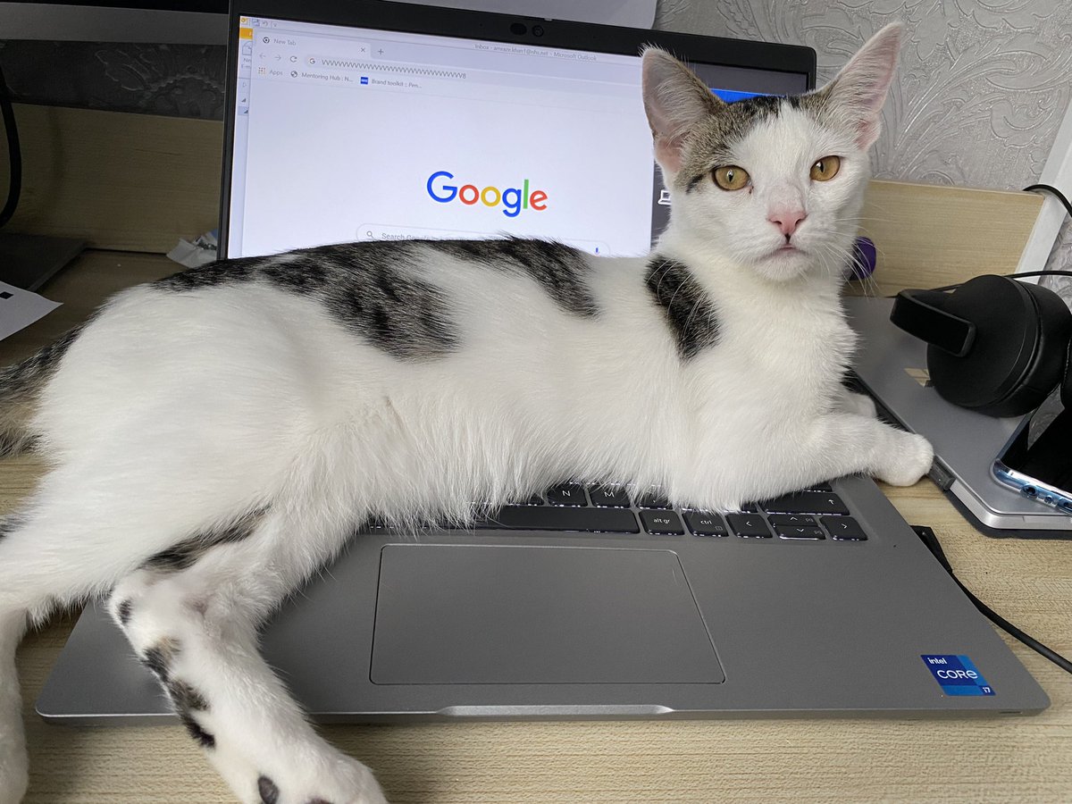 YourEDIDude's tweet photo. Trying to finish our #Annual #Equality report and then this happens! #CattedOut #Meow #OhNo #PetsBehavingBadly #Move Save me @PennineCareNHS! https://t.co/1M2F1HTS9P